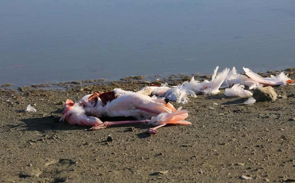 От чего умерли фламинго? - Вестник Кипра
