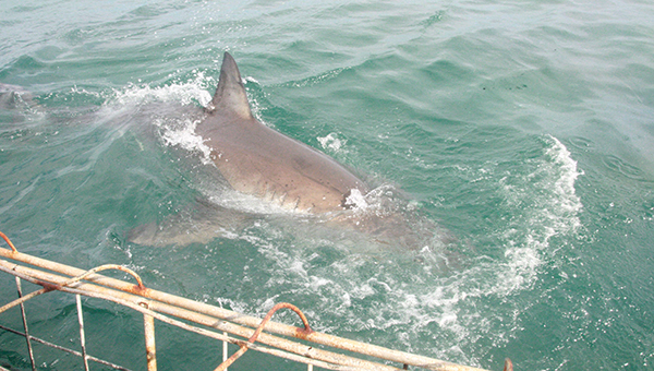 Ассоциация по защите моря на Кипре требует прекратить охоту на акул | CypLIVE
