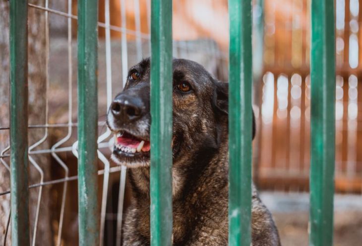 В Клавдии будет создан приют для бездомных собак с территории муниципалитетов Ларнаки