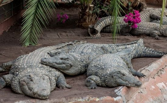 И снова о парке крокодилов - Вестник Кипра
