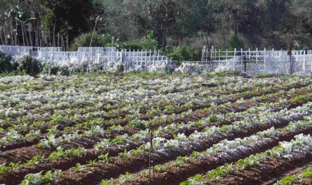 Новые правила страхования фермеров - Вестник Кипра