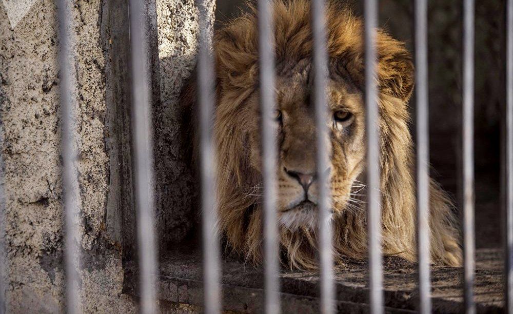 Зоопарки закроют? - Вестник Кипра