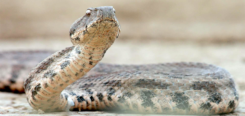На Кипре стали чаще встречаться ядовитые змеи | CypLIVE