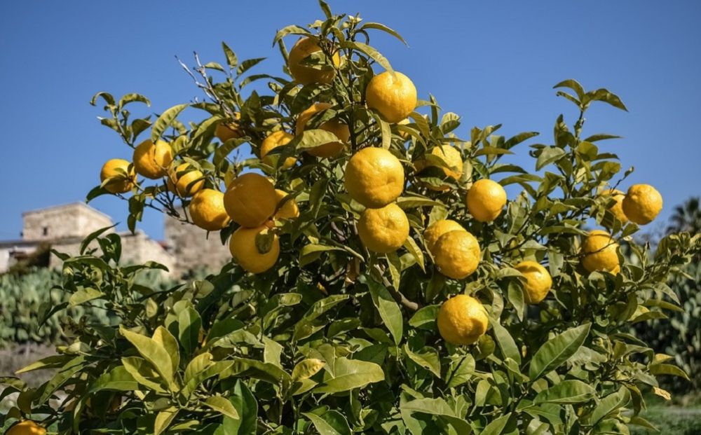 10 лайфхаков: что надо знать о зимних фруктах на Кипре - Вестник Кипра