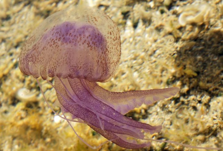 У северных и северо-западных берегов Кипра появились медузы 