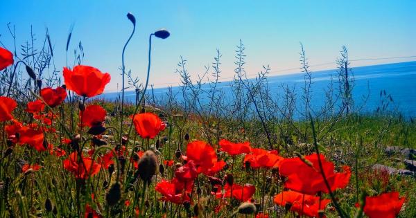 Весна-Красна! Погода на Кипре на предстоящих выходных