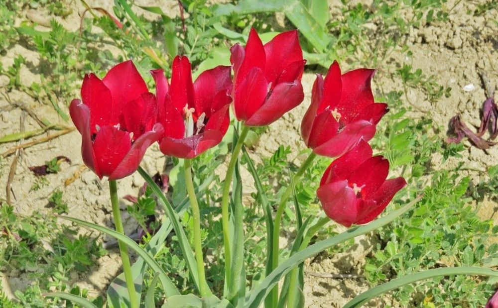 Посмотрите на кипрский тюльпан - Вестник Кипра