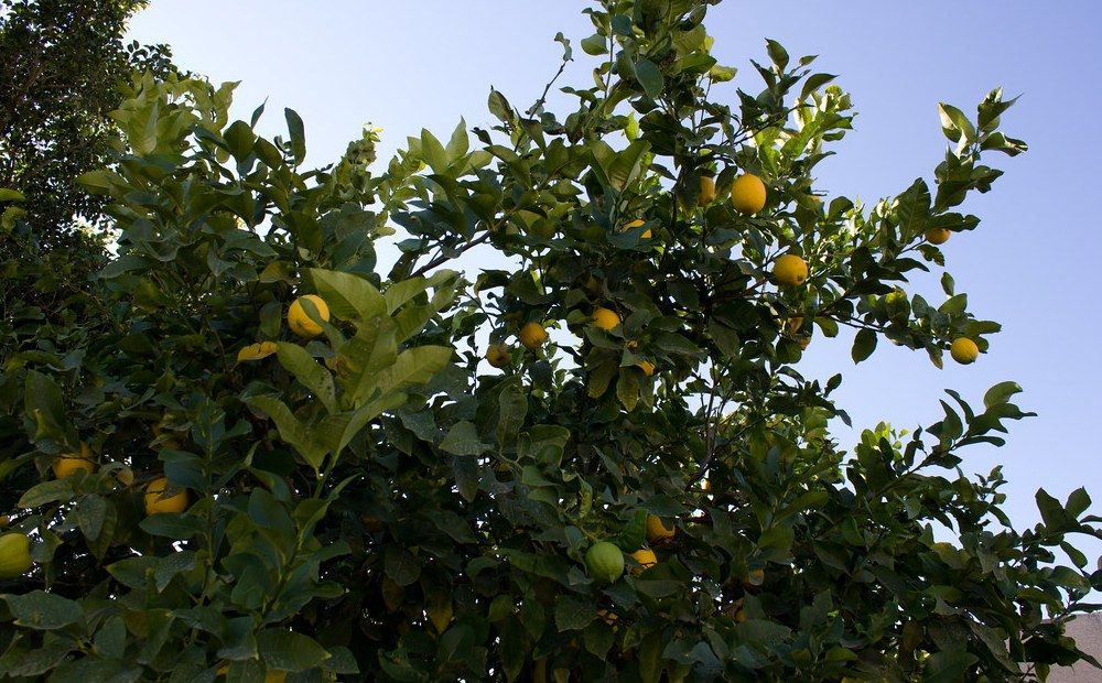 Выращивание фруктов – непростое дело - Вестник Кипра