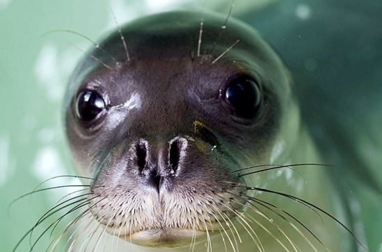Помогите спасти тюленя! - Вестник Кипра