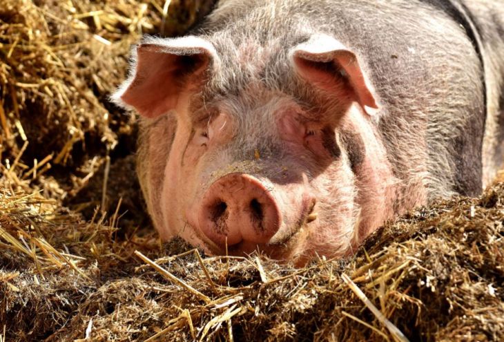 1500 кипрских свиней с избыточным весом отправлены в Грецию 