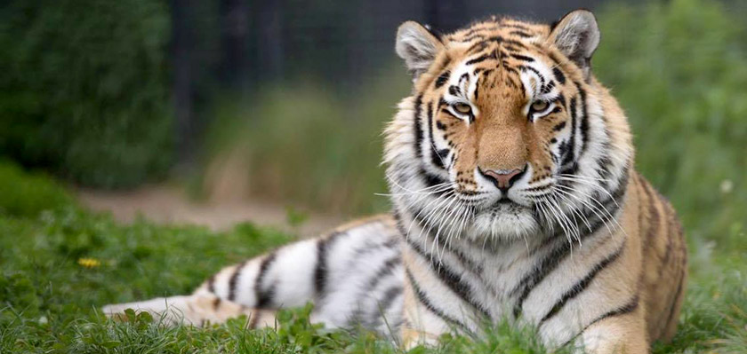 «Кипрского» тигра сослали в Сибирь | CypLIVE