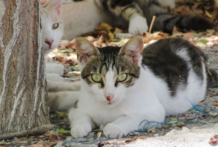 На побережье Ларнаки найдены мертвыми 12 котов 