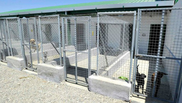 Чиновники установили стандарт для содержания животных во временных приютах на Кипре