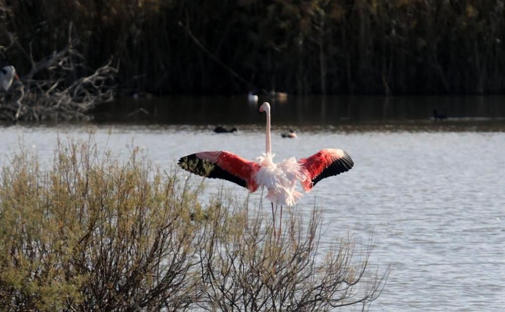 Стаи фламинго прилетели на озеро в Ороклини - Вестник Кипра