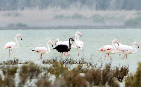 Уникальный черный фламинго вернулся в Акротири