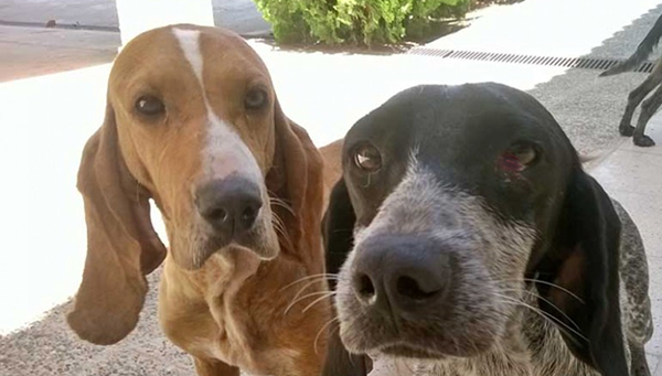 Полиция Кипра расследует гибель 17 собак от голода
