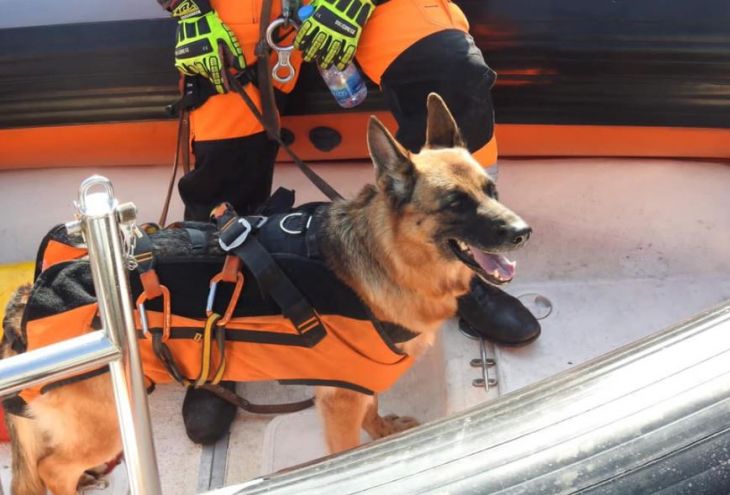 Спасатели Кипра вызволили 77-летнюю женщину и двух ее собак из 15-метрового оврага