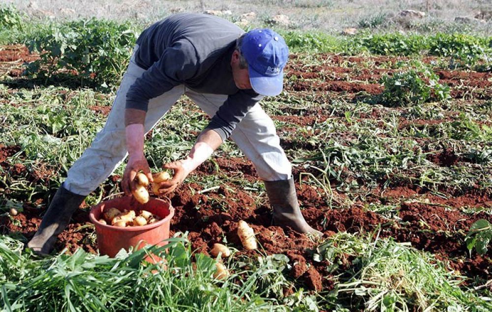 Кипрский картофель защитят от подделок - Вестник Кипра