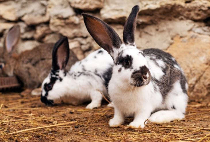 С фермы близ Лимассола украли 150 кроликов