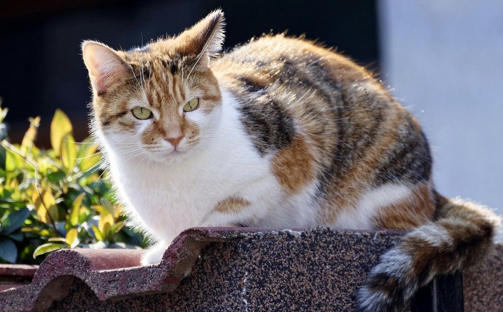 Вестник Кипра - Полиция ищет кошачьего маньяка из Ороклини