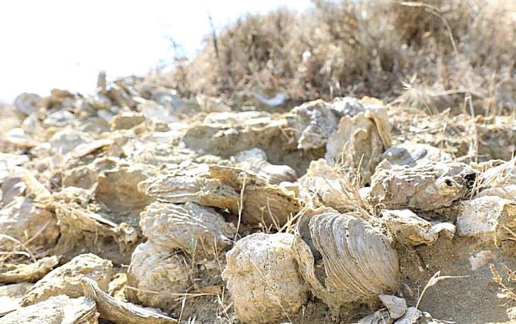 В горах Кипра нашли ракушки древнего моря - Вестник Кипра