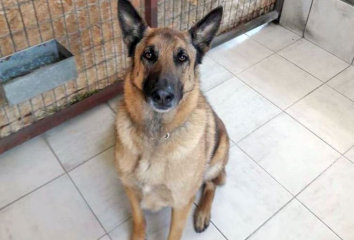 Кипрский пес-детектив вычислил наркотики в посылке из Германии 