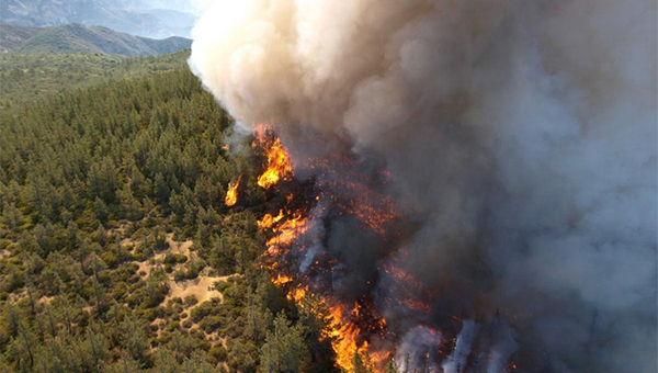 Департамент лесного хозяйства Кипра призывает жителей беречь леса от пожаров