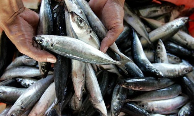 Египет и Кипр будут развивать сотрудничество в области производства рыбы