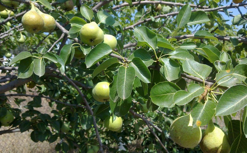 Кипр – фруктовый рай - Вестник Кипра