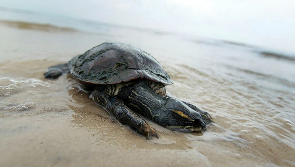 На берегу Кипра нашли мертвую зеленую черепаху | CypLIVE