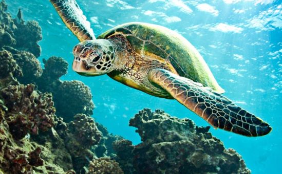 На Кипре появится музей черепах - Вестник Кипра