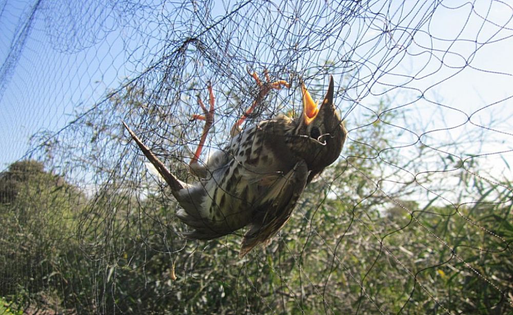 Незаконная охота на птиц продолжается - Вестник Кипра