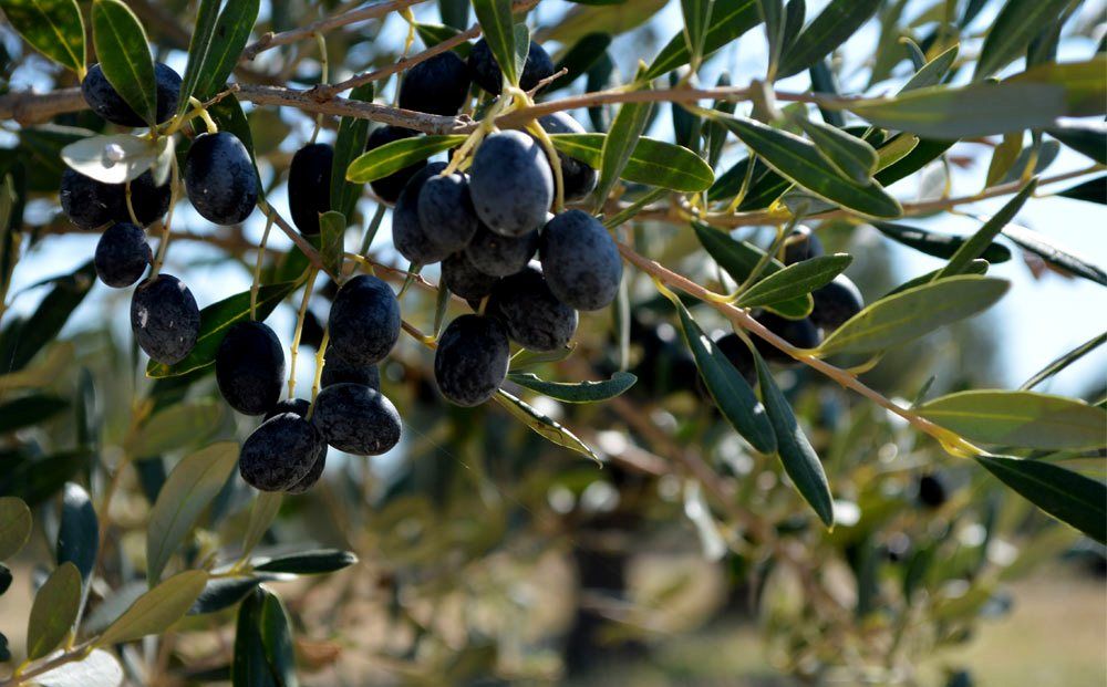 История и виды кипрских оливок - Вестник Кипра