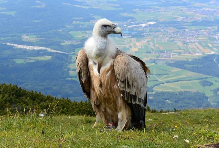 Отравитель птиц оштрафован на 21 000 евро