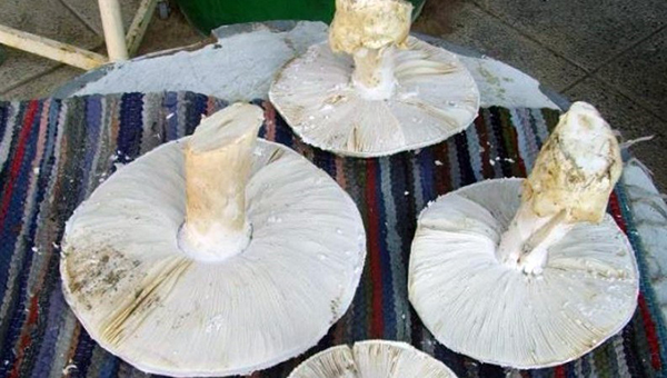У аэропорта Кипра выросли огромные грибы мутанты | CypLIVE