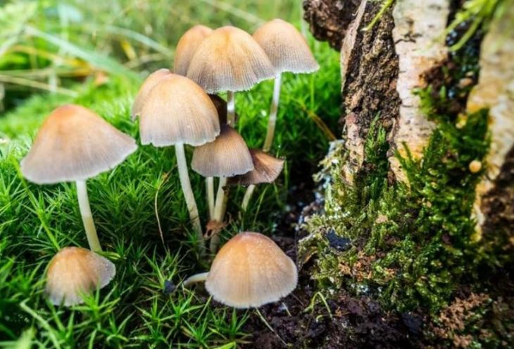 У жителя Никосии конфискованы 12 «волшебных грибов»
