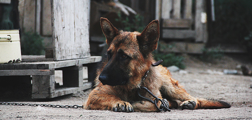 В Лимассоле может появиться новый приют для собак | CypLIVE