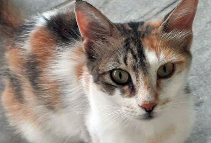 В деревне Эргатес жестоко убита кошка 
