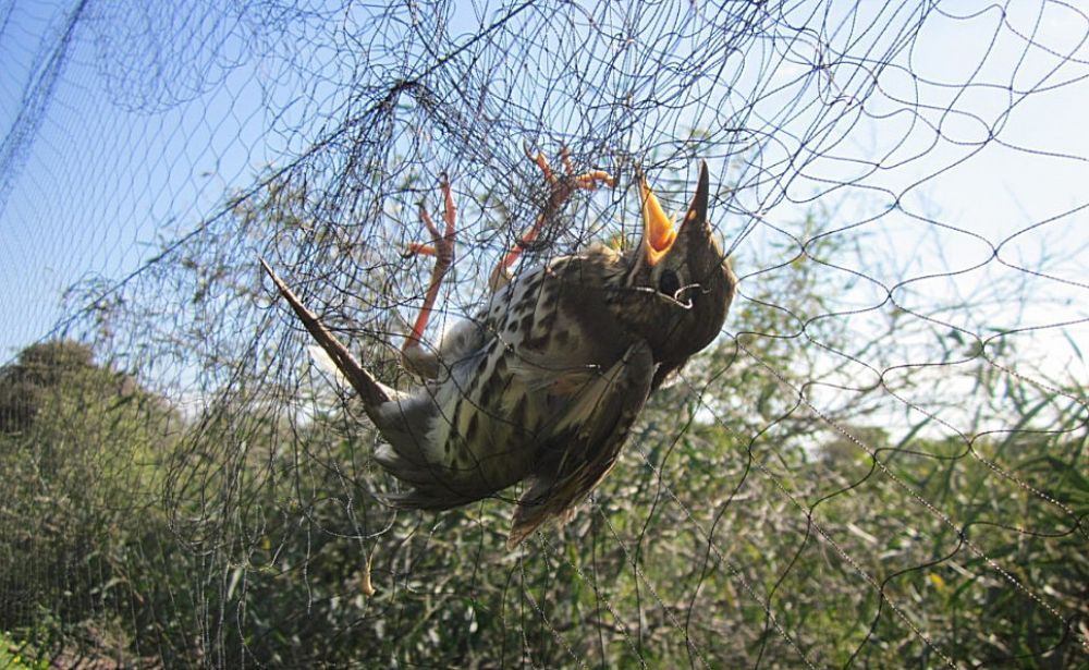 Варварский отлов перелетных птиц - Вестник Кипра