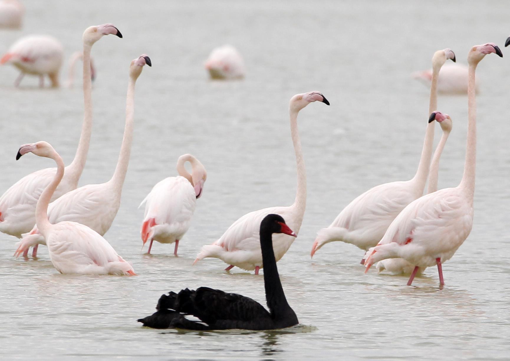 На Соляное озеро Ларнаки прилетел черный лебедь - Вестник Кипра