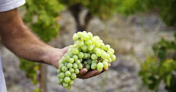 Пейте итальянское! В кипрском вине нашли пестициды