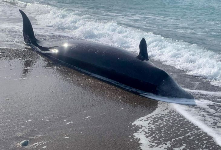 На пляжи Кипра выбрасываются киты. Возможно, из-за землетрясения 