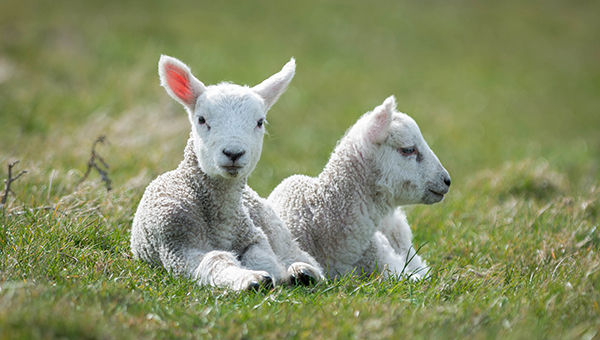 У кипрского фермера украли 38 овец