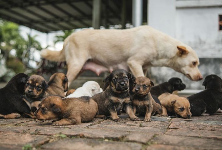 Кипрские волонтеры нашли 30 выброшенных щенков 