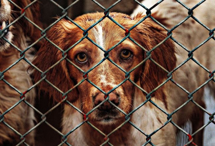 Партия защиты животных Кипра: не покупайте собак, а берите их в семьи из приютов