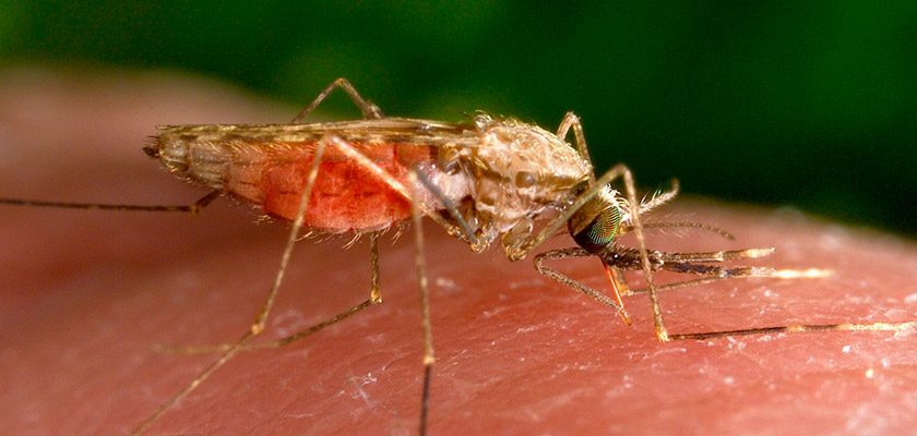 Минздрав Кипра рассказал об угрозе малярии на острове | CypLIVE