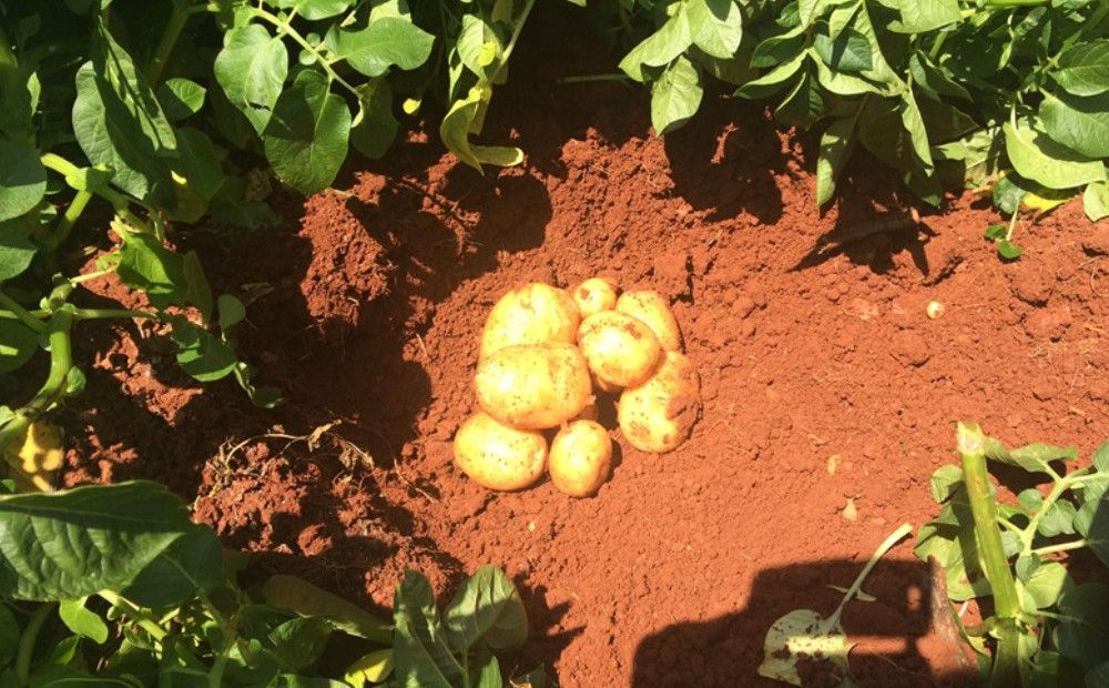 Недостаток местного картофеля привел к росту цен - Вестник Кипра