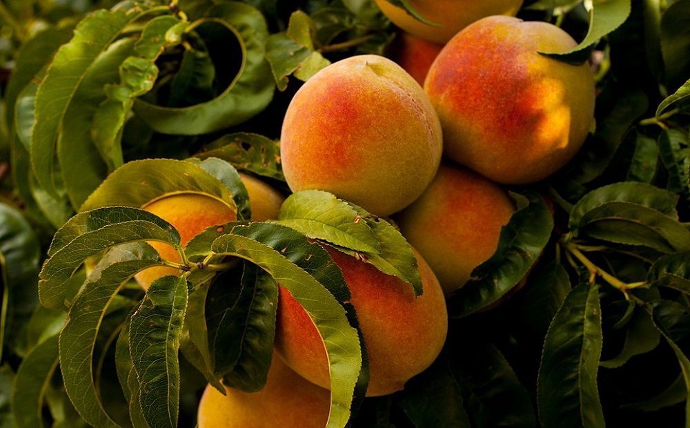 Фестиваль персиков в Като Милос пройдет 17 августа  - Вестник Кипра