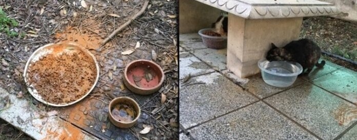 На Кипре в гимназии убивали кошек, подсыпая яд в корм