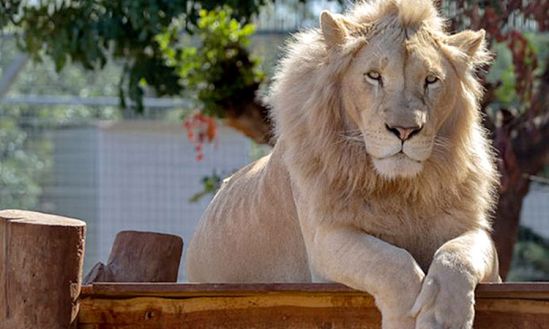История Пафосского зоопарка – это история любви